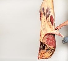 Cutaneus Muscle Meat Cut Spec Step 4